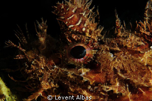 Rock Fish by Levent Albas 